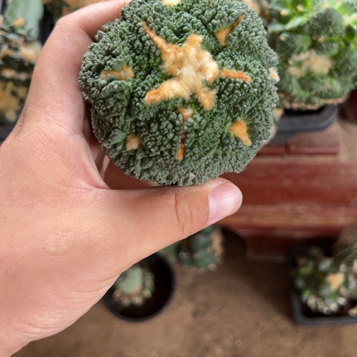 菜花牡丹仙人球3802号