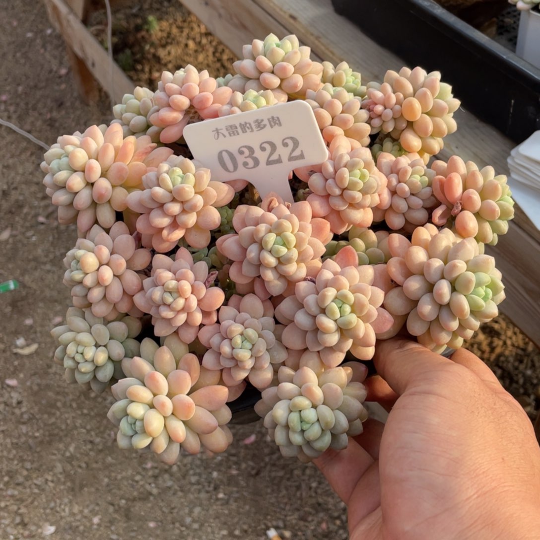 0322洛可可不带盆20厘米