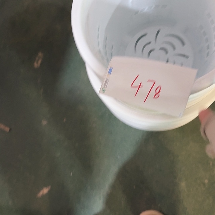 编号编号478瑕疵10个无托瑕疵