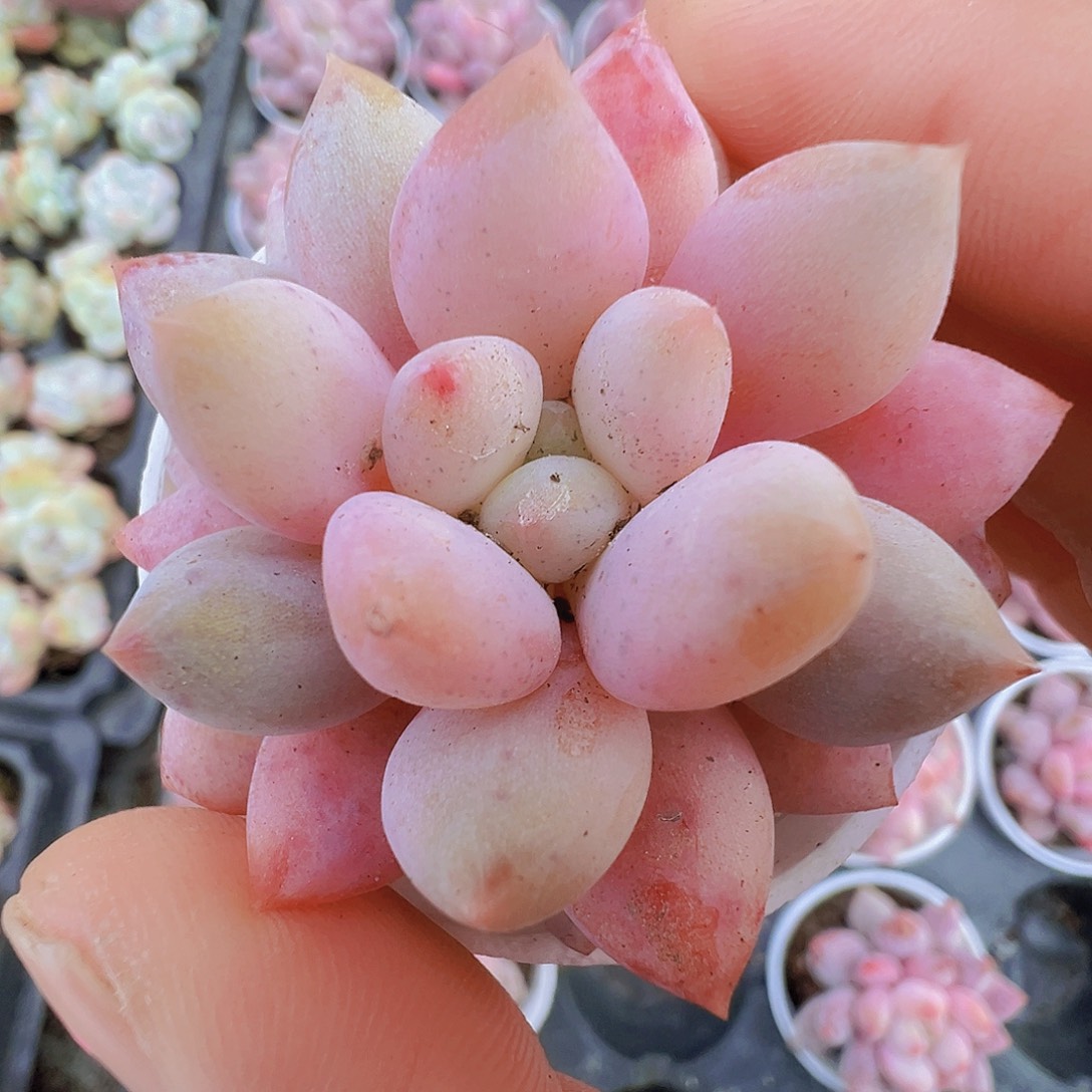 半夏19包邮多肉植物