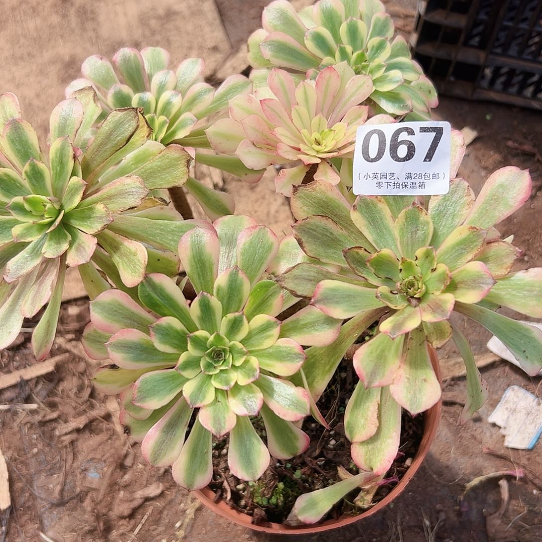 多肉植物多肉植物067