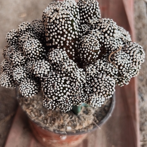 3572松针牡丹花开了吗我