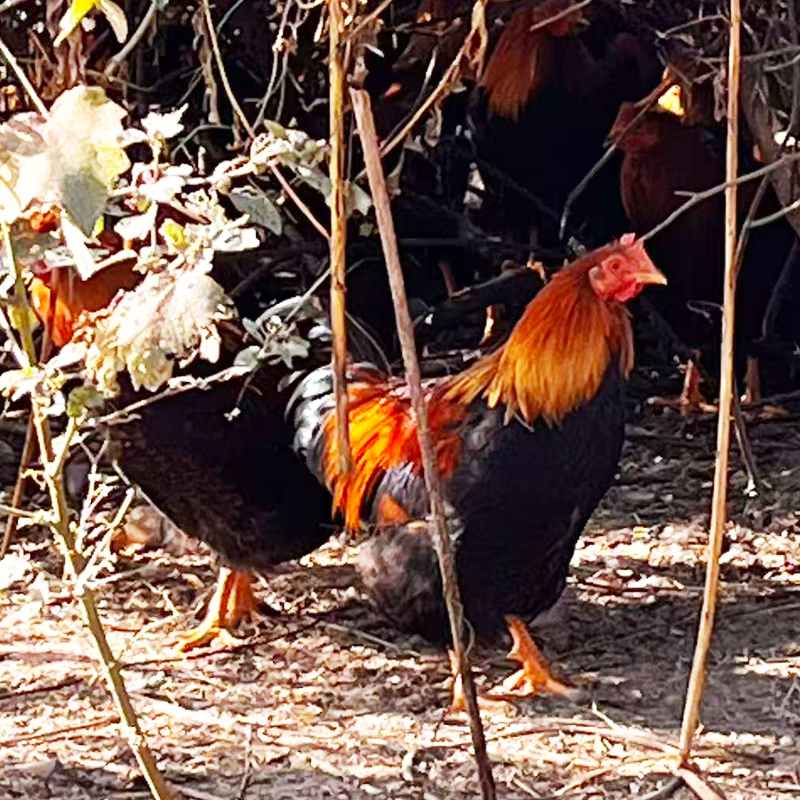 （毛重）1只广东清本地大扇庵鸡山上散养270天带毛约5.8-6.2斤