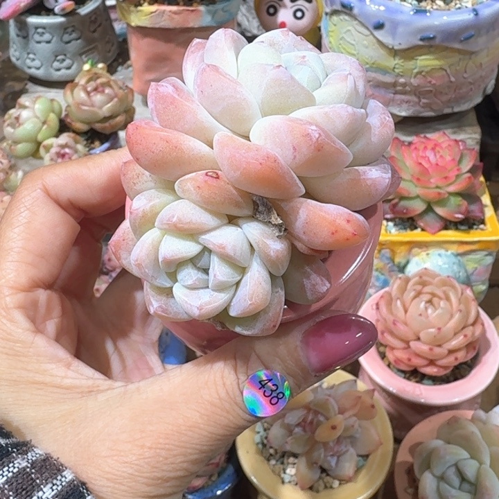 438 多肉含盆土 30元包邮 除偏远地区