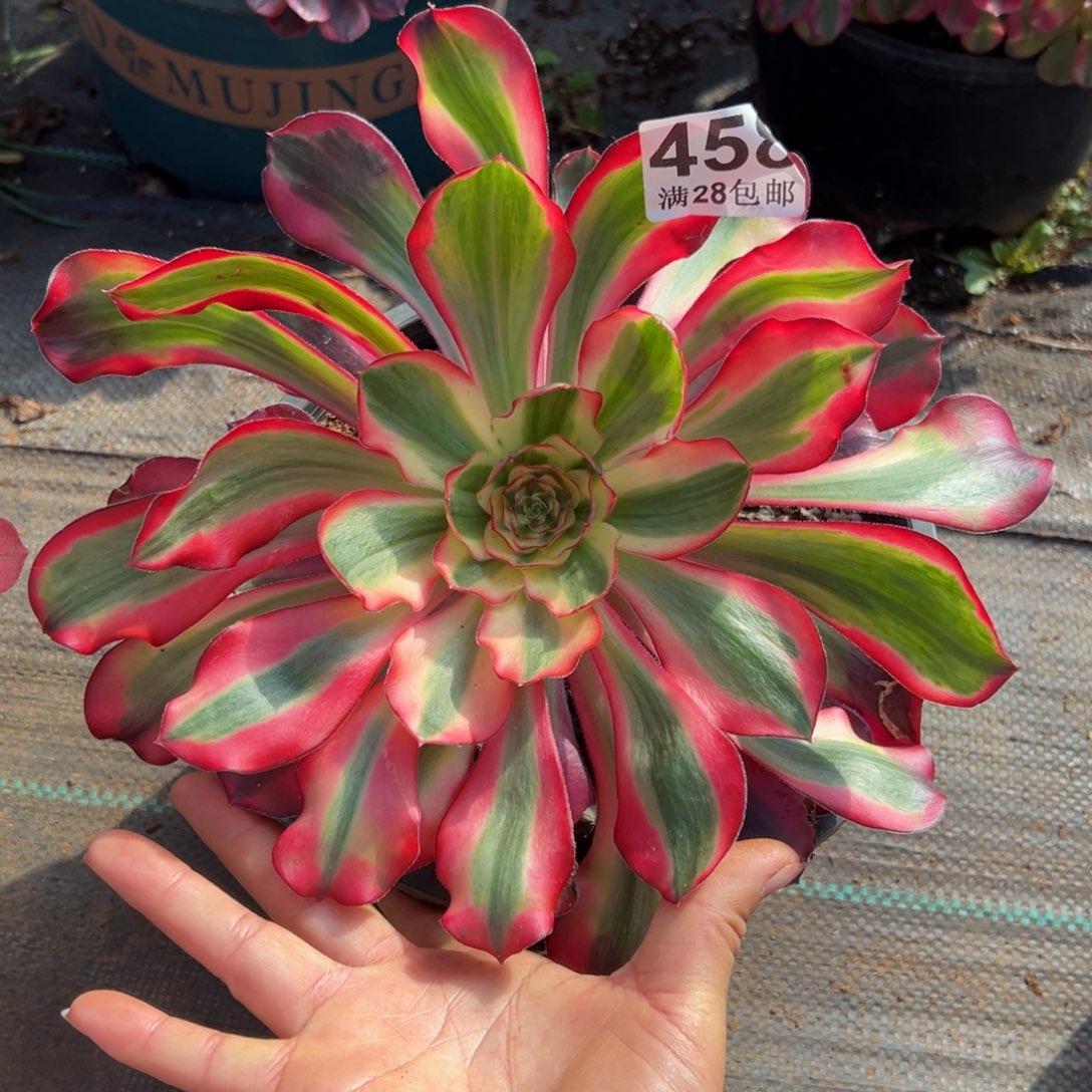 多肉植物458红魔女