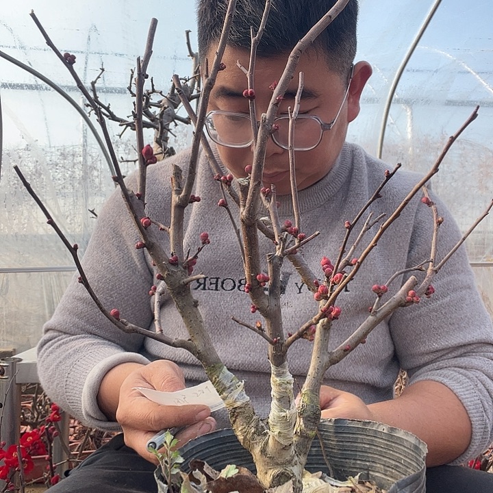 大量花朵（建议范围：8朵-15朵 或40%以上）