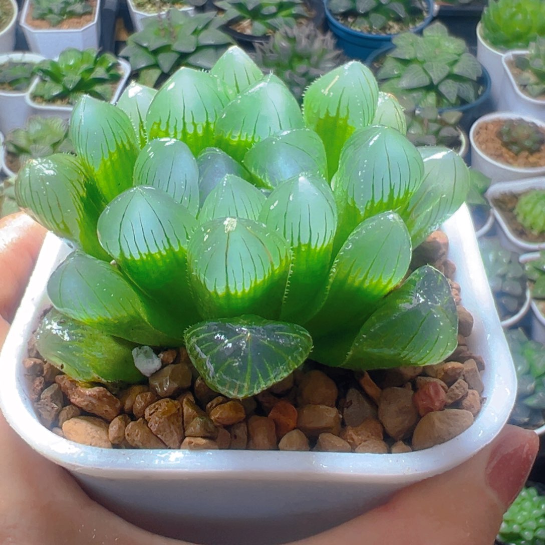 特丸玉露多肉多肉多肉一颗