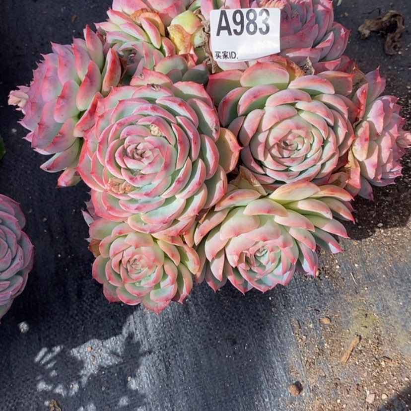 【闪购商品】玲*多肉植物