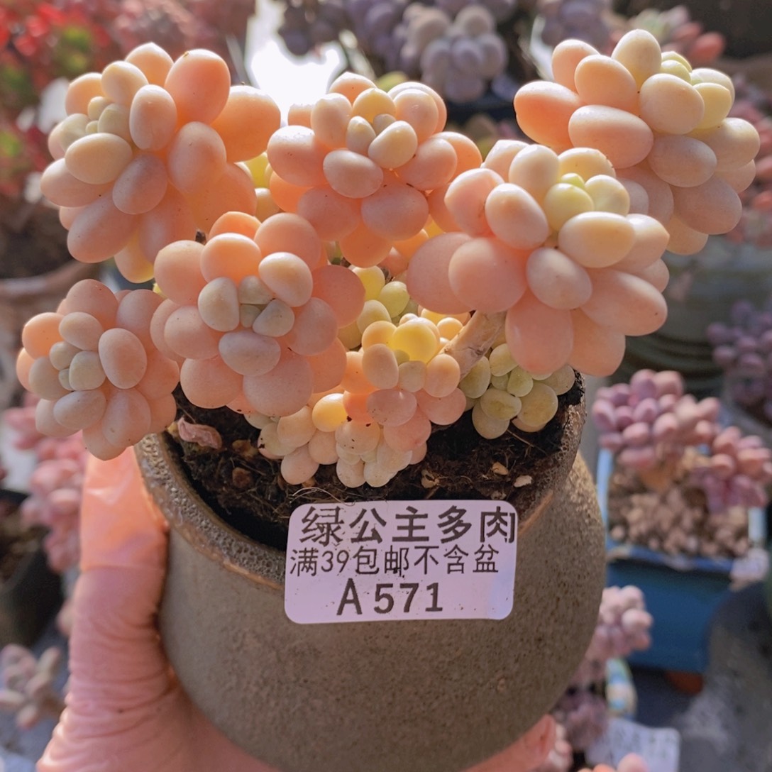 洛可可10cm571多肉植物