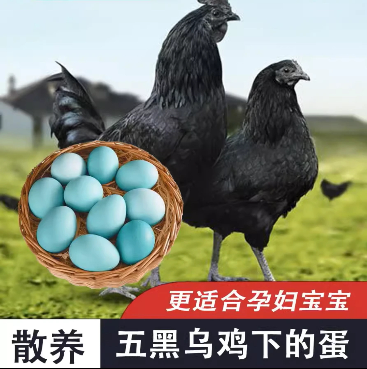 高山散养五黑绿壳蛋鸡整只生鲜发货1.4斤左右 年产蛋280-300