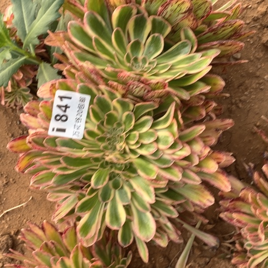 841微锦锦缀多肉植物