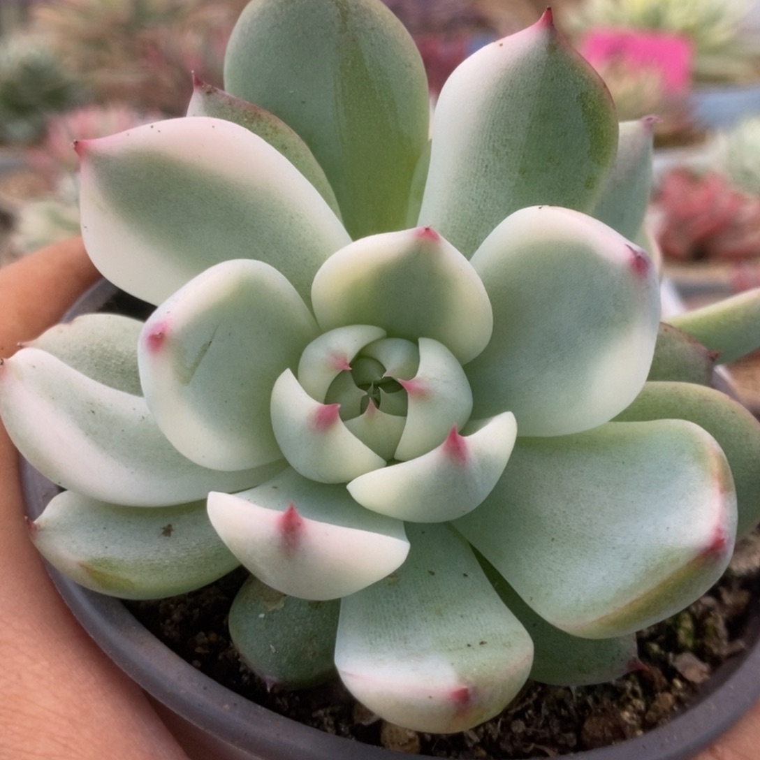 186锦锦锦锦锦锦锦锦锦