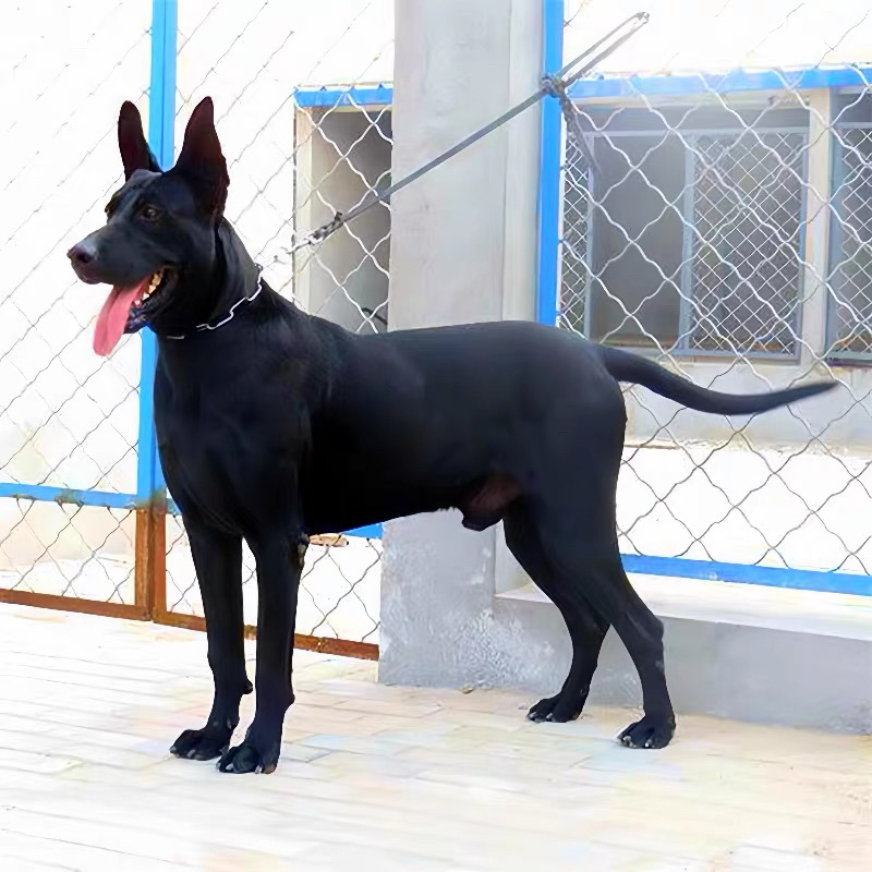 黑狼犬幼犬活体纯种墨界中华纯黑狼狗警犬护卫犬看家护院宠物狗粮