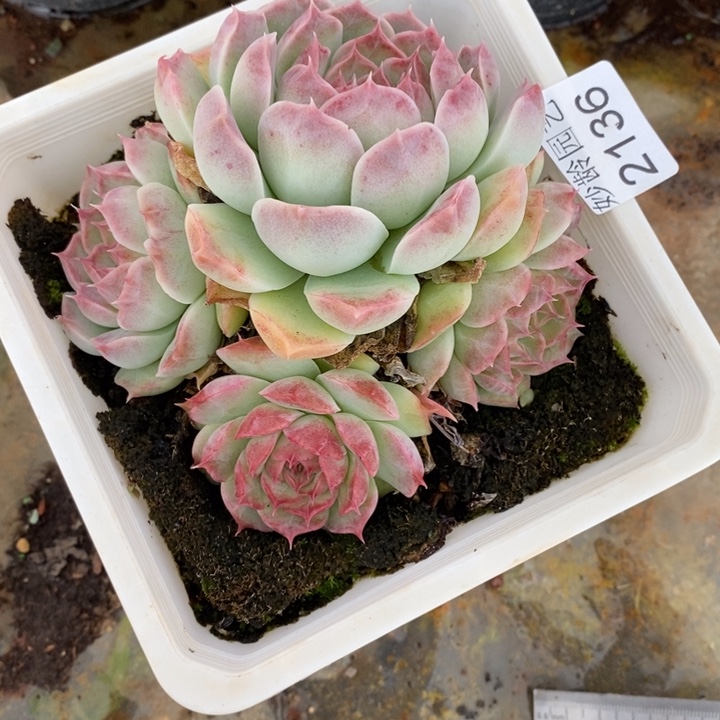 ****¹2136杂交老桩基地～12