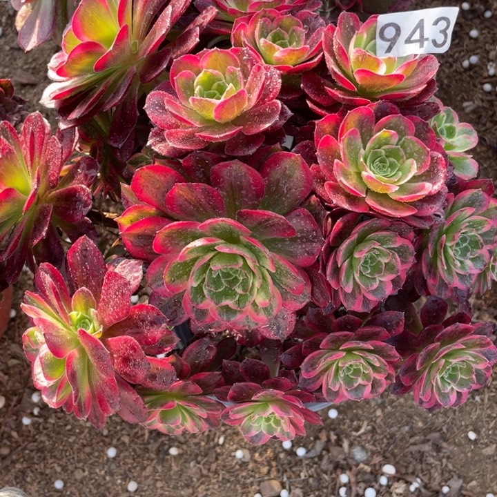 943多肉植物安娜