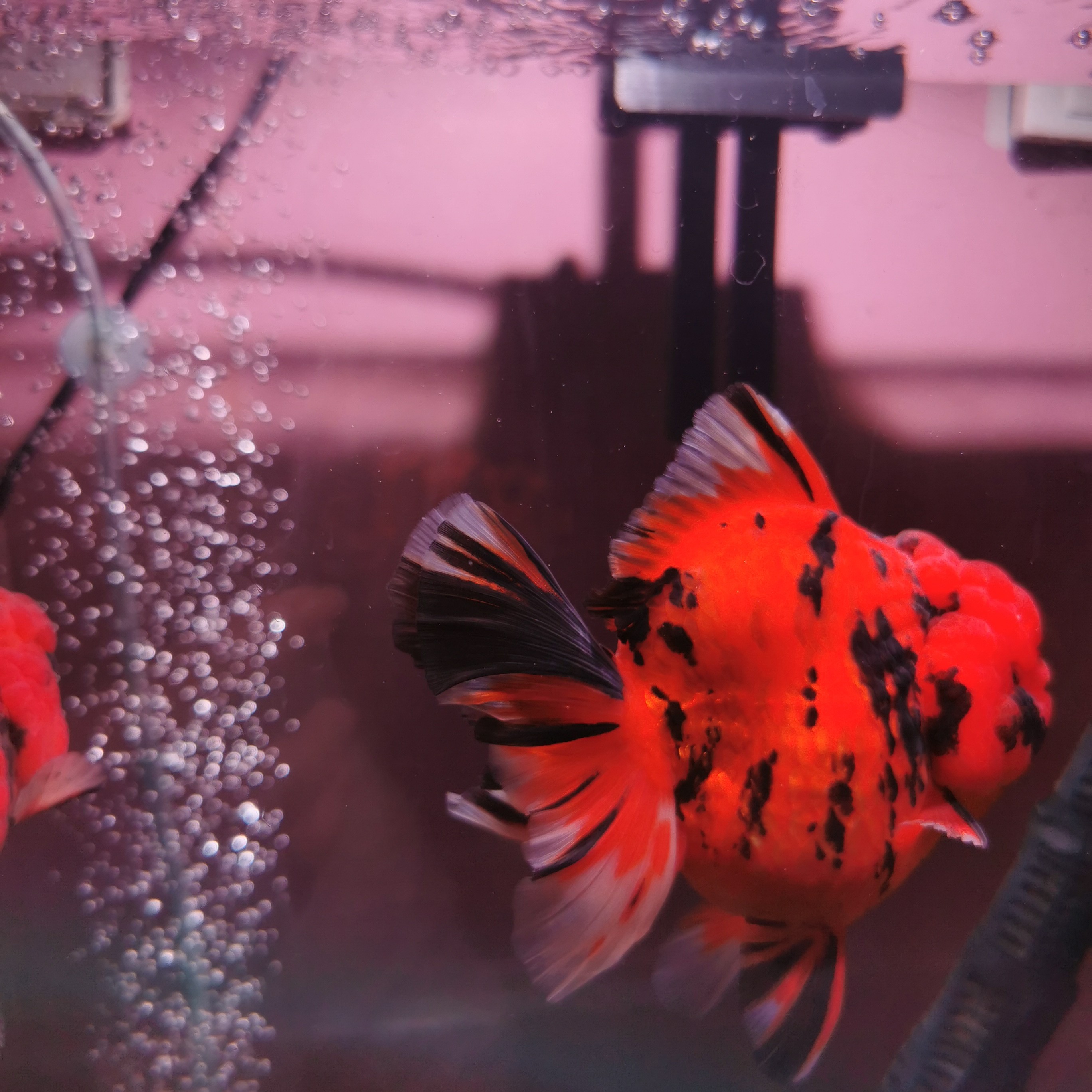 金鱼，观赏鱼百褶泰狮