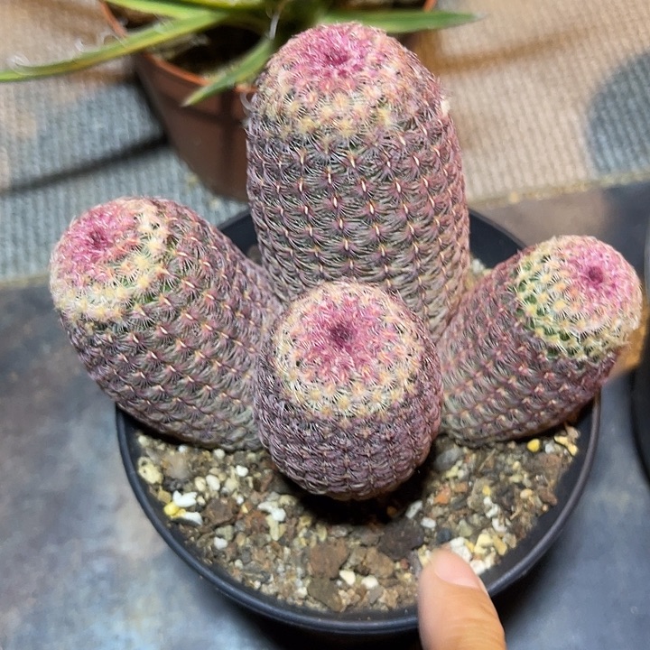 无花朵红太阳仙人球