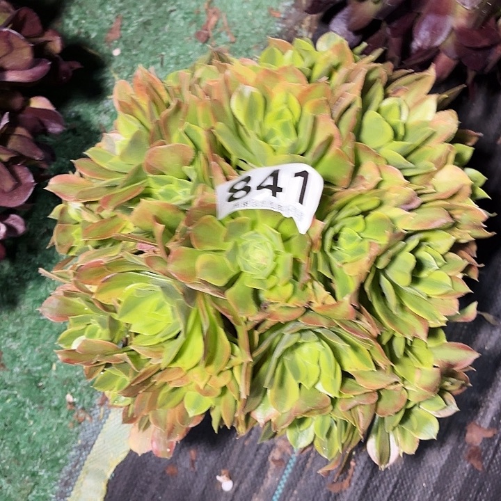 841青萌花花花2-8