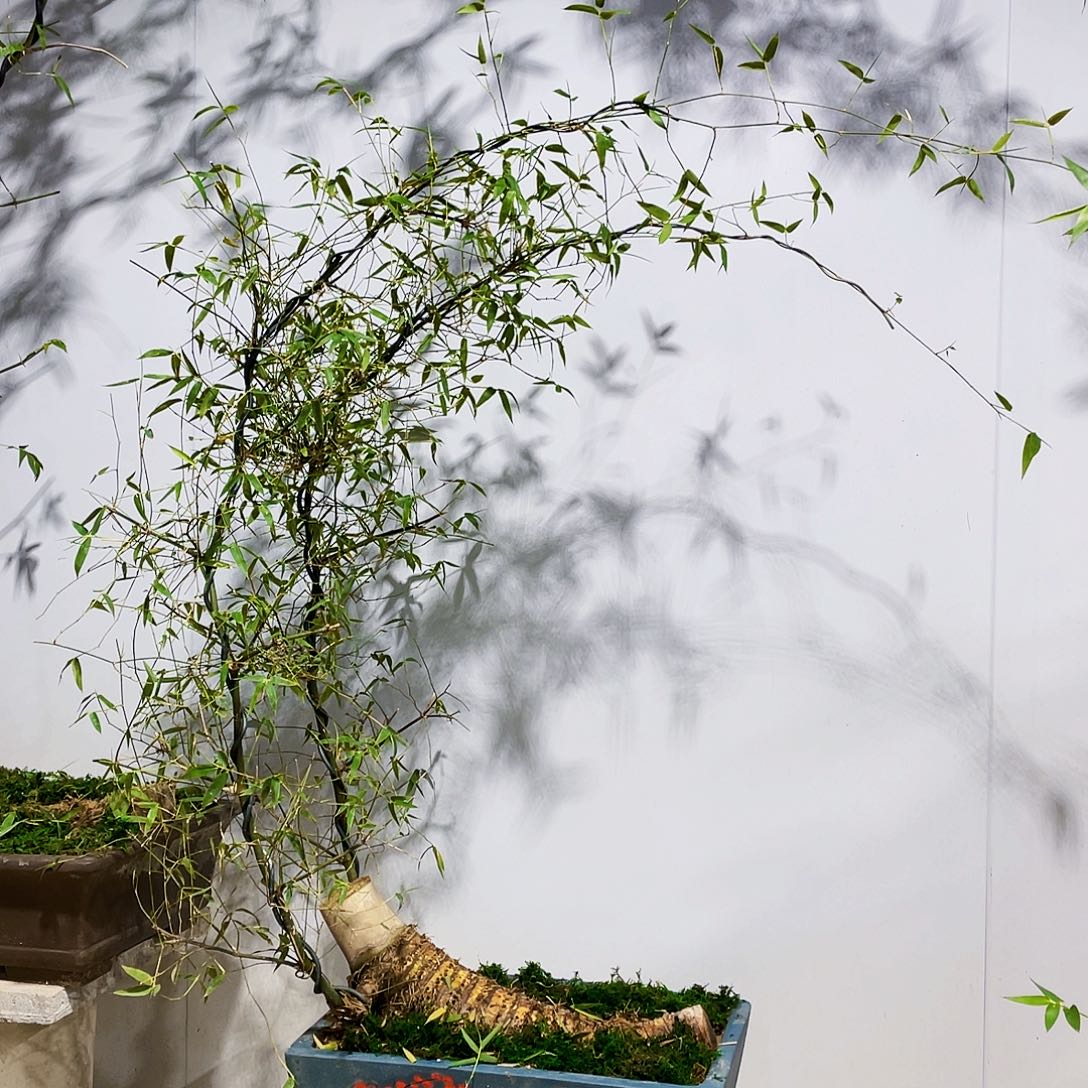 小叶簕竹熟桩陶瓷盆一物一拍