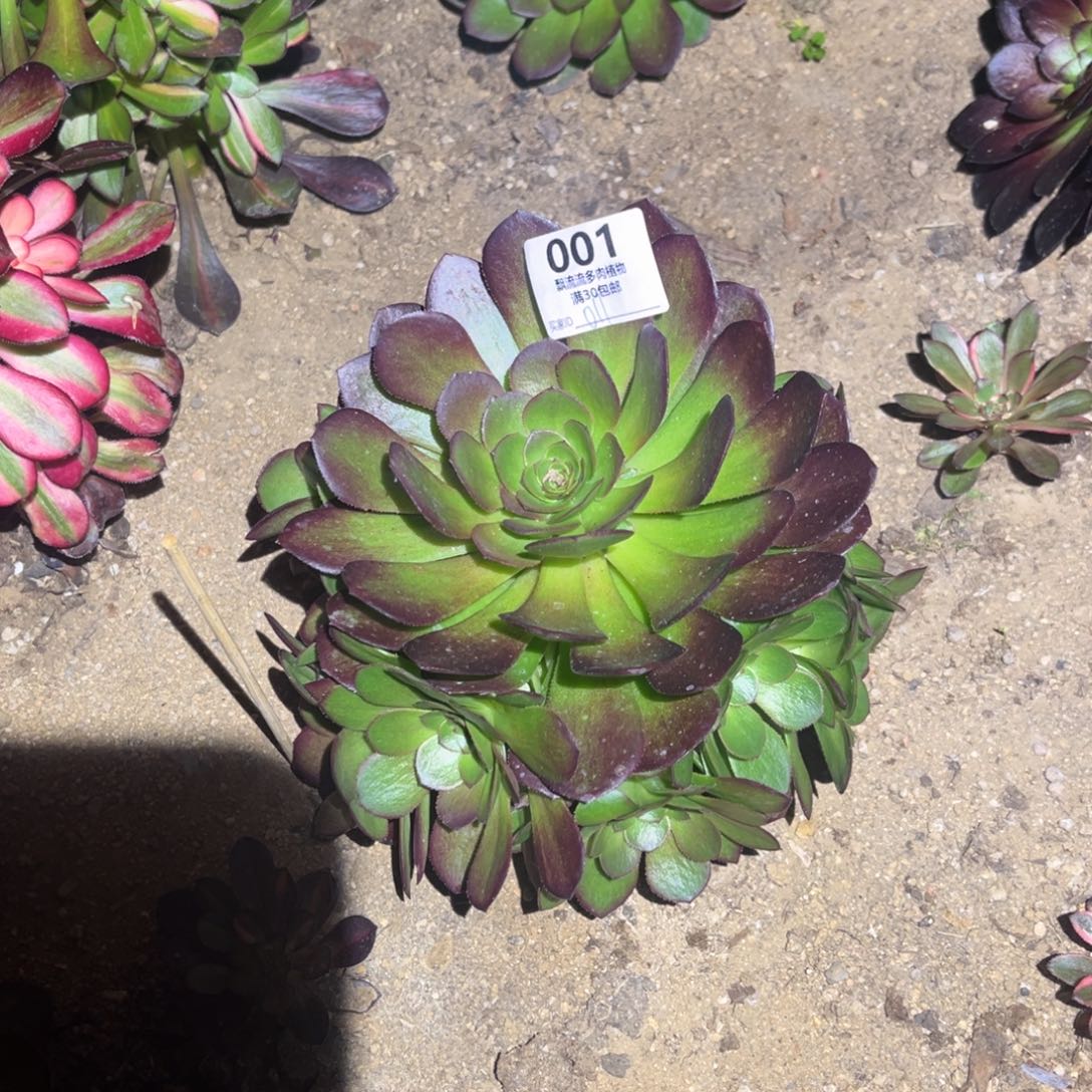 011雨荷轮回法师锦