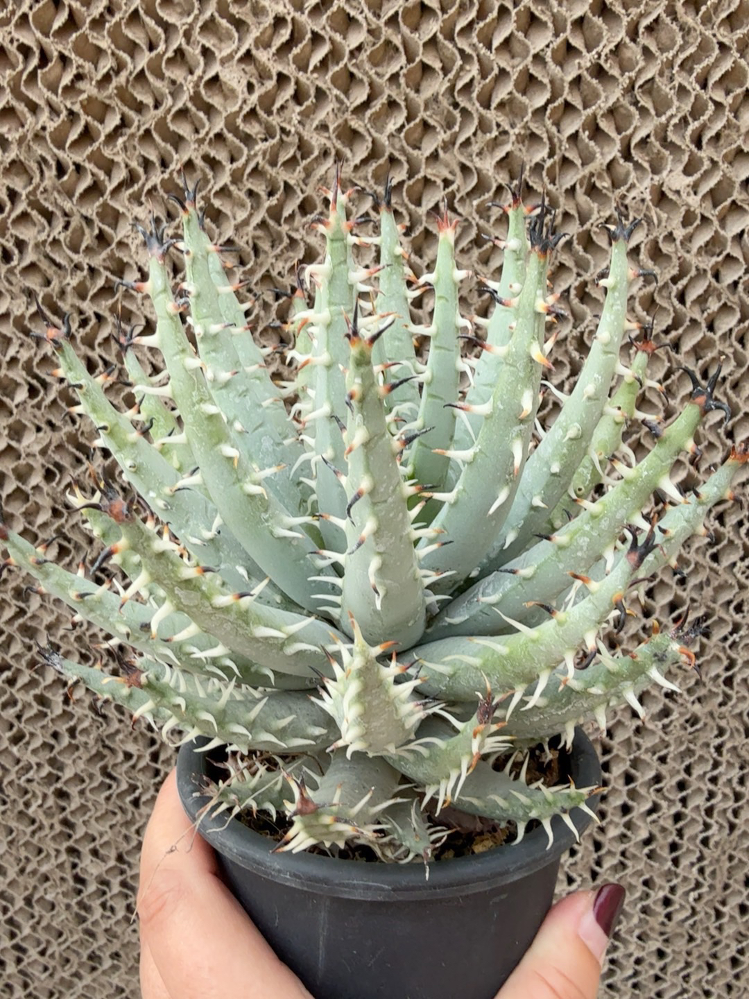 黑魔殿母本多肉16厘米带土团发货