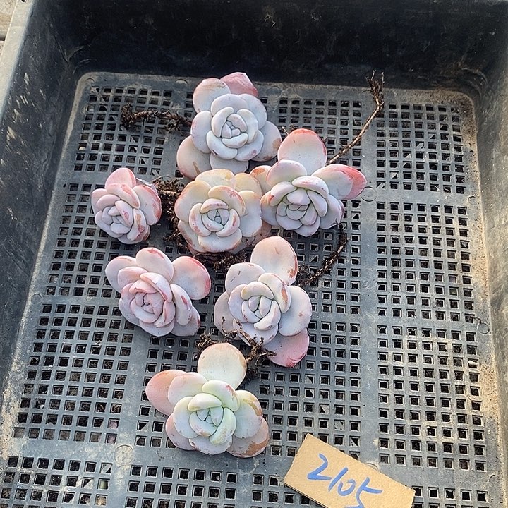 那***花无花朵2105号一物一拍雪莲