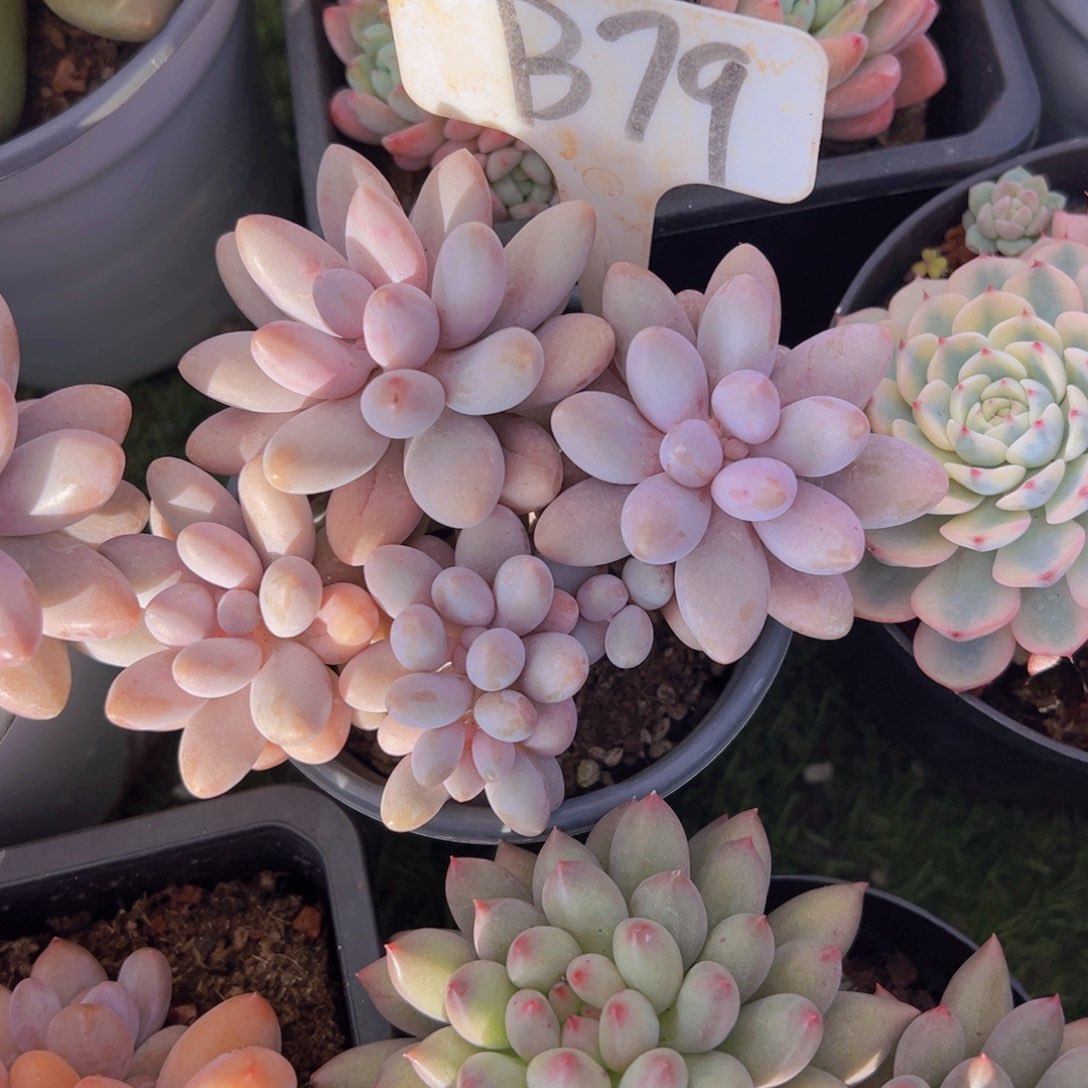 香玉的故事是一个人的故事