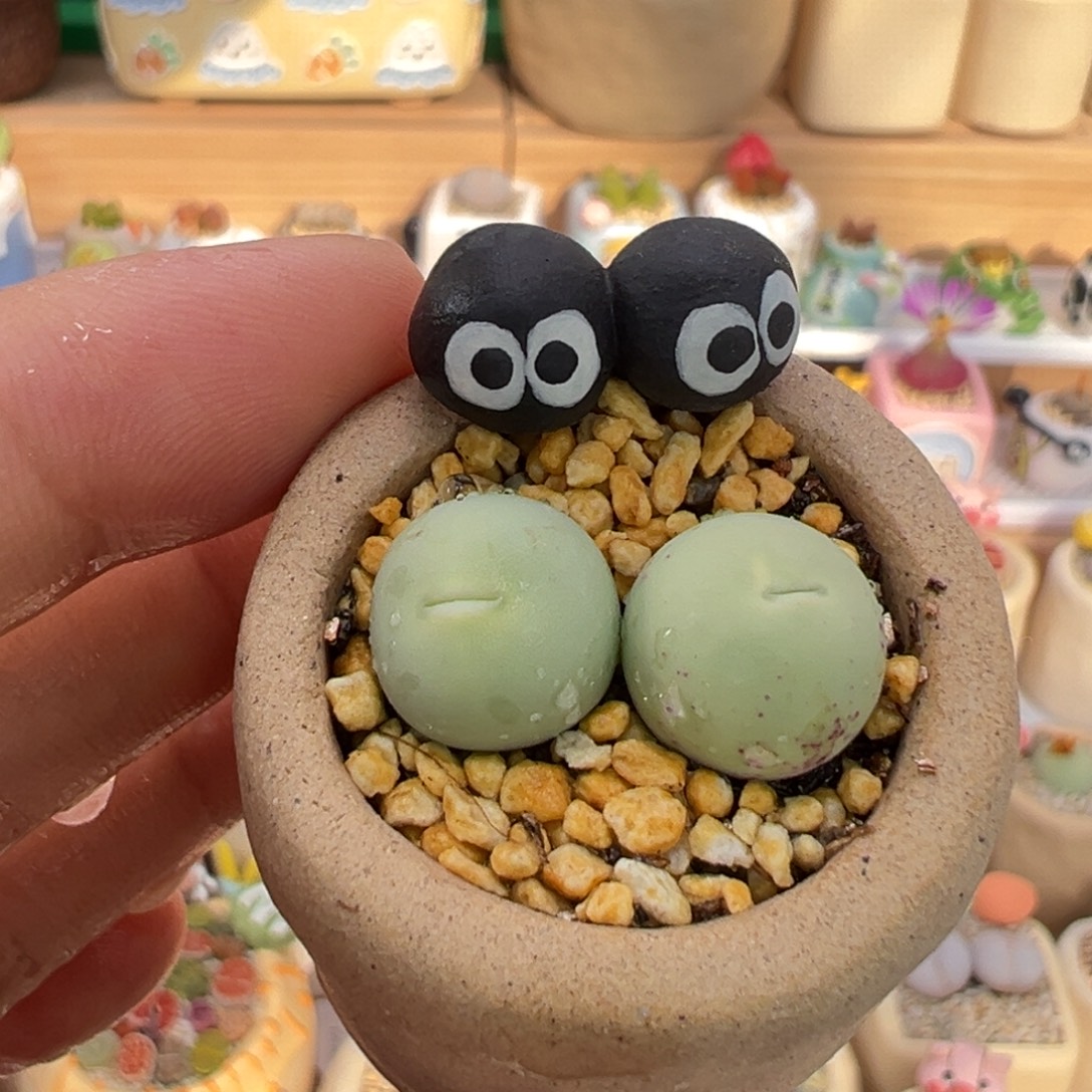 多肉植物53号鸽子蛋