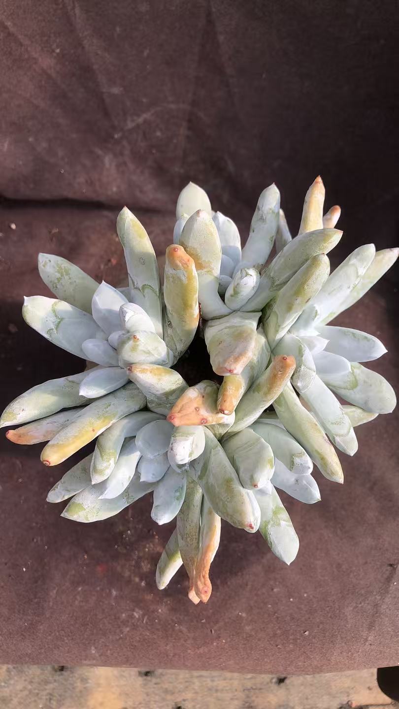 拇指手捧花朵朵缀精控老桩 多肉