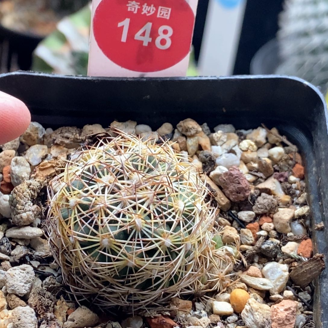 此**毒实生金刺狮子奋迅一颗