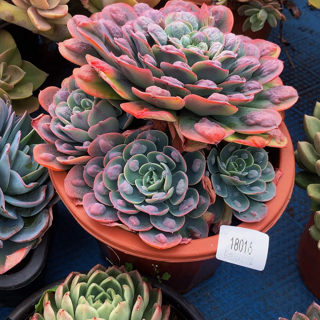 j***e雨滴18016多肉多肉