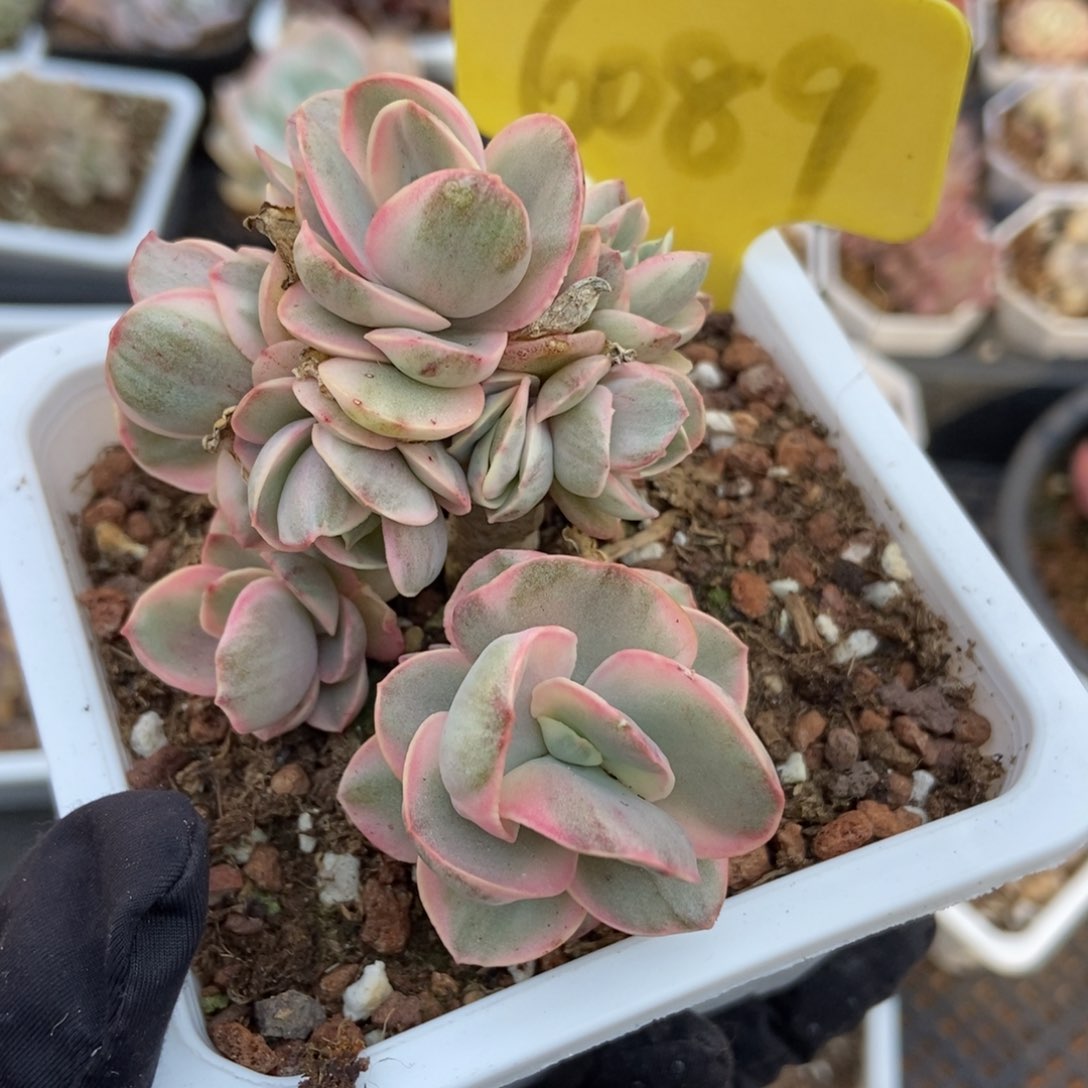 6089秀妍锦多肉植物保护