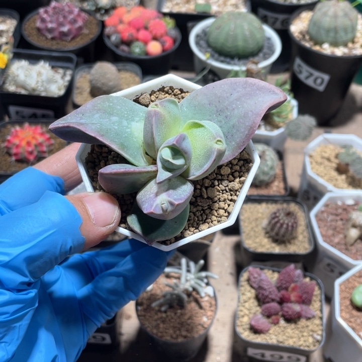 662多头植物一盆