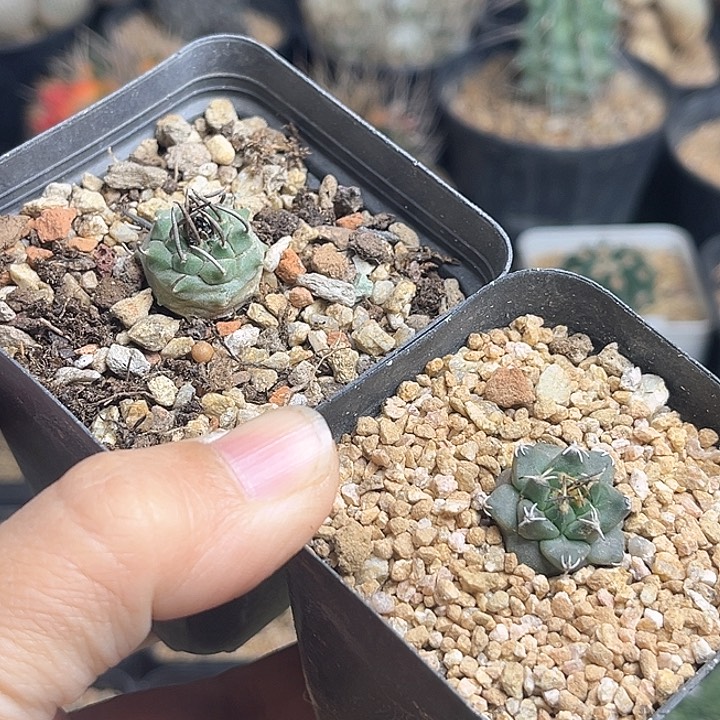 娇丽实生球2颗一组