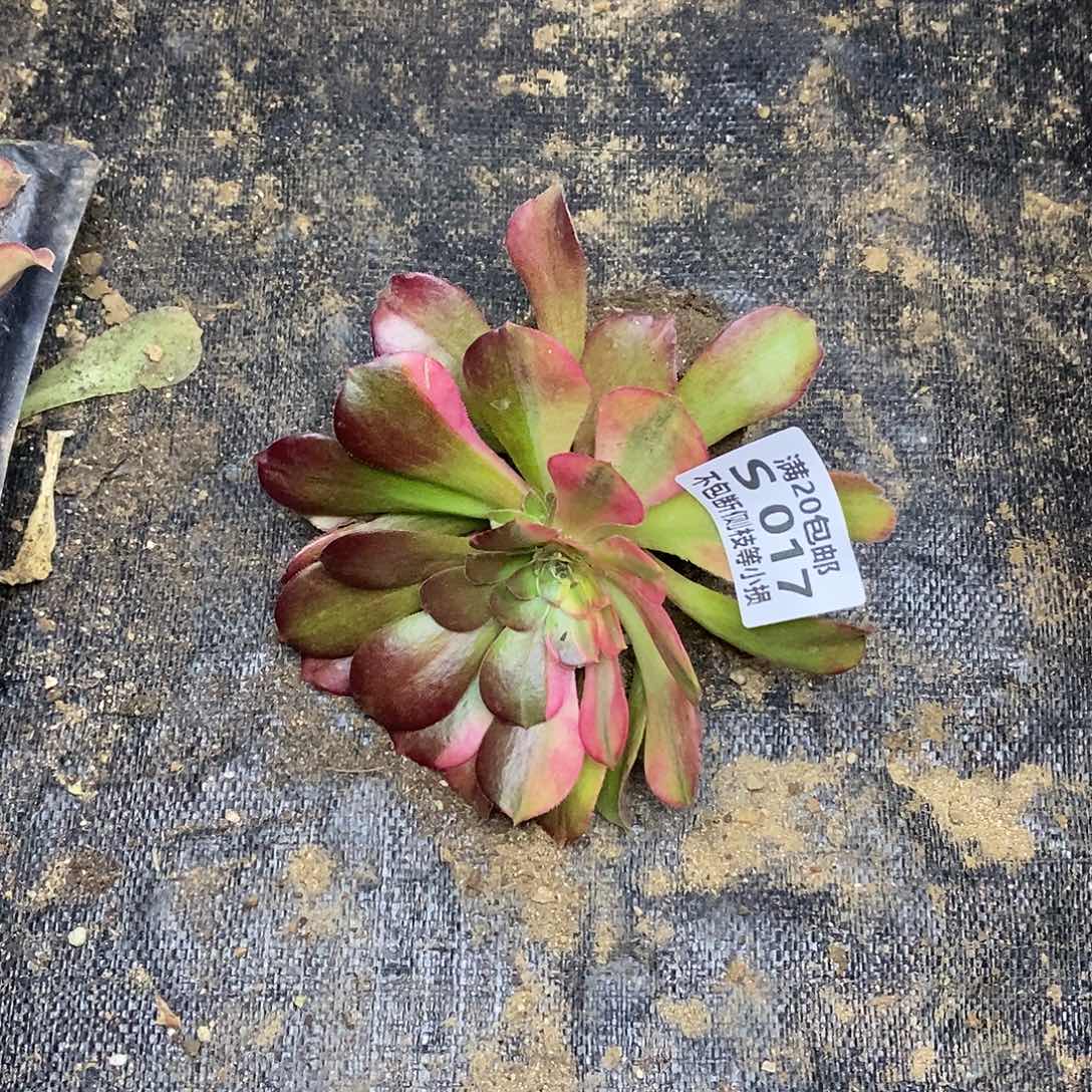 017韶羞七彩花脸多肉