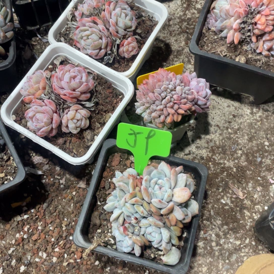 兴***越星影缀化多头群生59