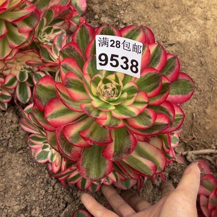 9538南倾城多肉植物