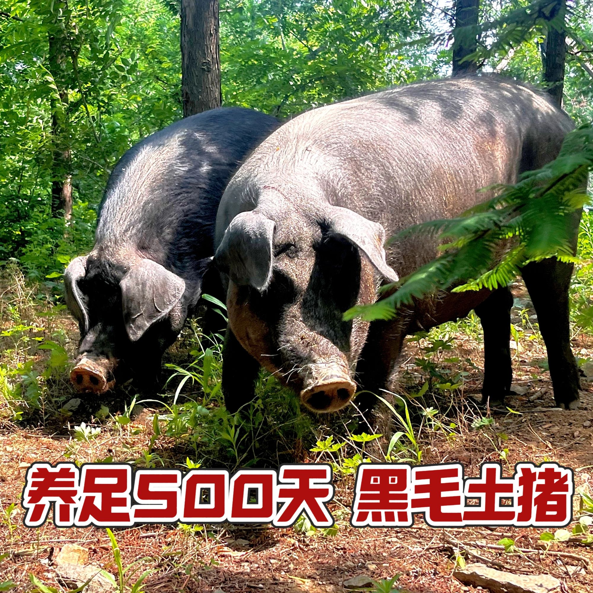【1号】自家农场散养黑毛猪跑山猪肉 现场称重5斤/10斤