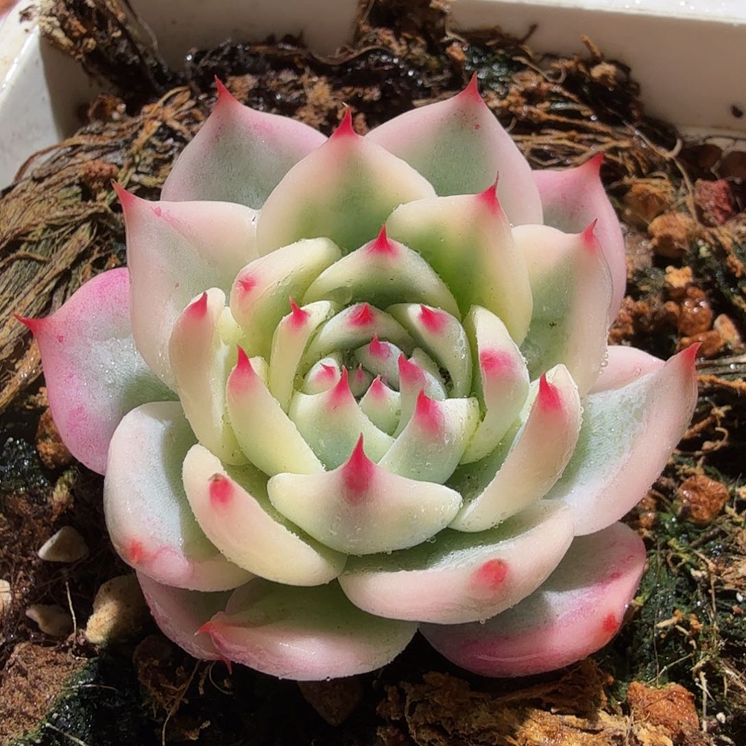 吉娃娃锦，多肉植物