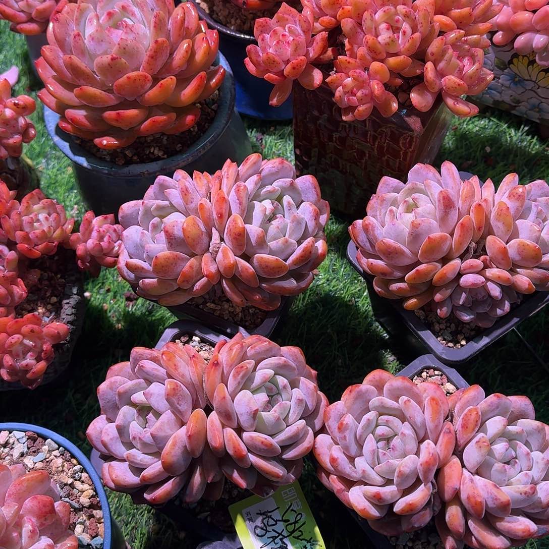 ෆ***酱橙梦露双头一组带盆