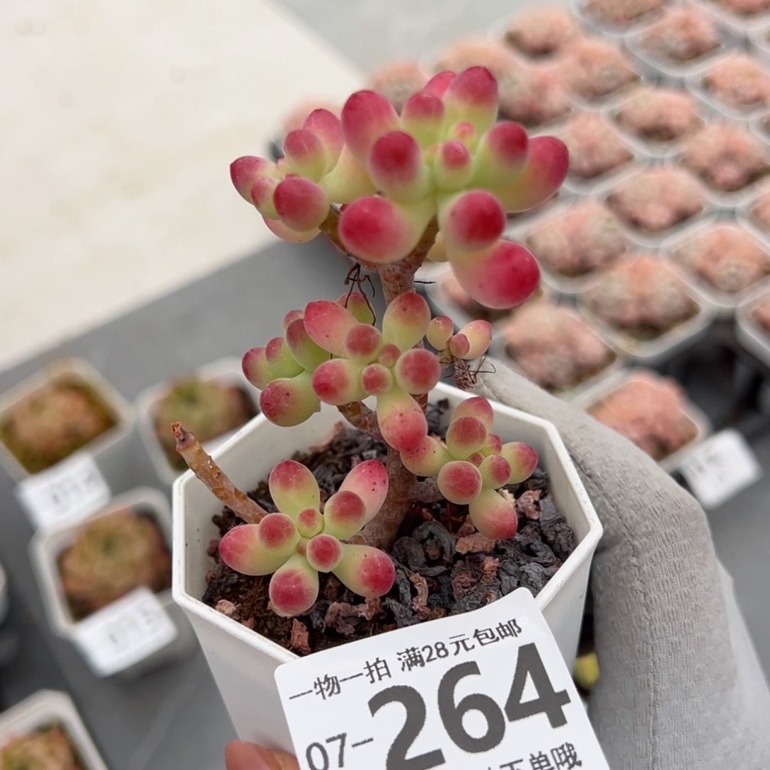 果冻乙女心多肉多肉多肉多肉