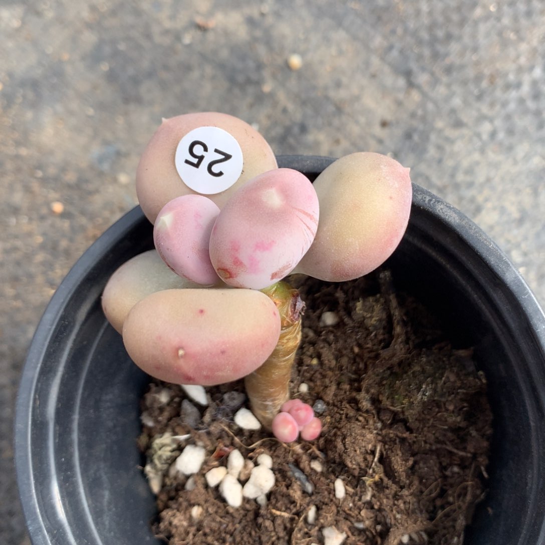 25 小屁桃奶酪多肉