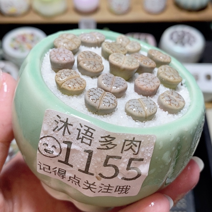 精美盆栽 一物一拍 1155