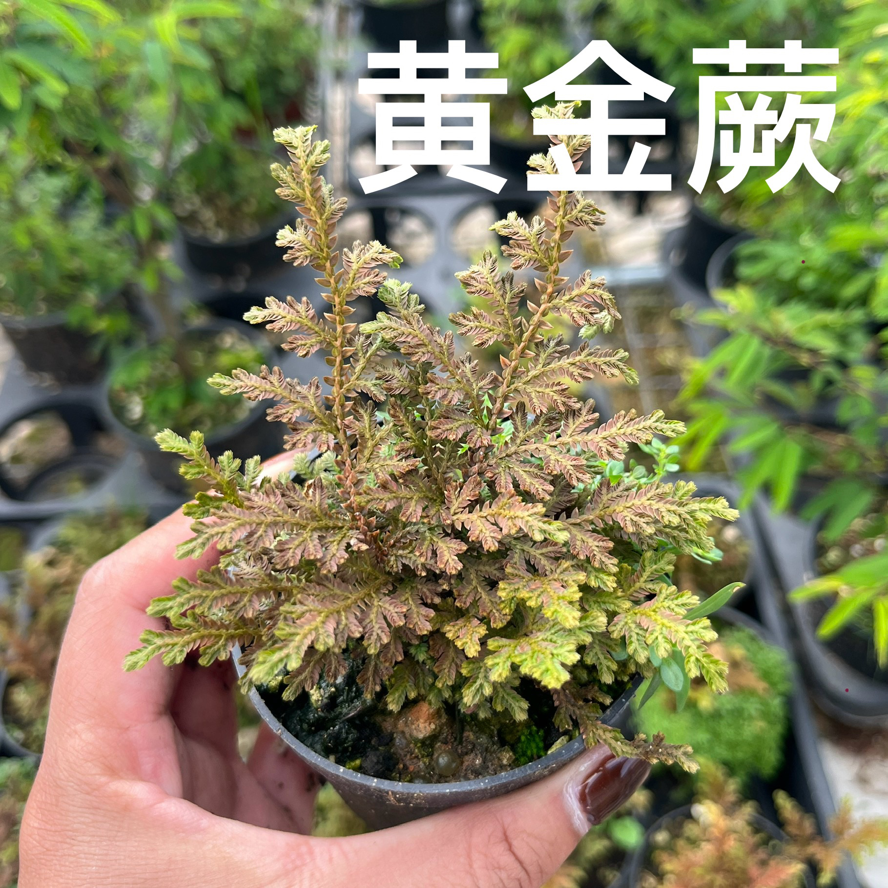 黄金蕨凤凰蕨日本山野草花叶卷柏叶子颜色多变山野草组盆素材苗