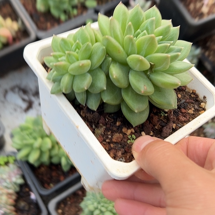 叶插绿橙群生缀化多肉