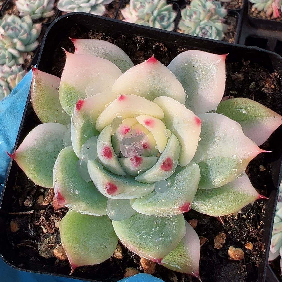 吉娃娃锦，花脸锦