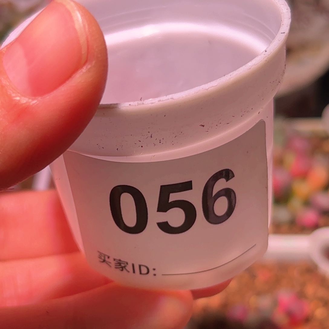 李**人56号2个大眼空蝉苗子