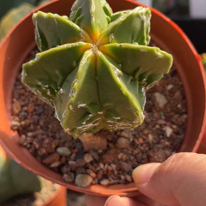 用***7实生红叶核桃带盆发