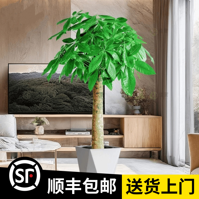 1.1-1.3米【发财树】A粗杆（顺丰包邮）客厅绿植办公室内开业