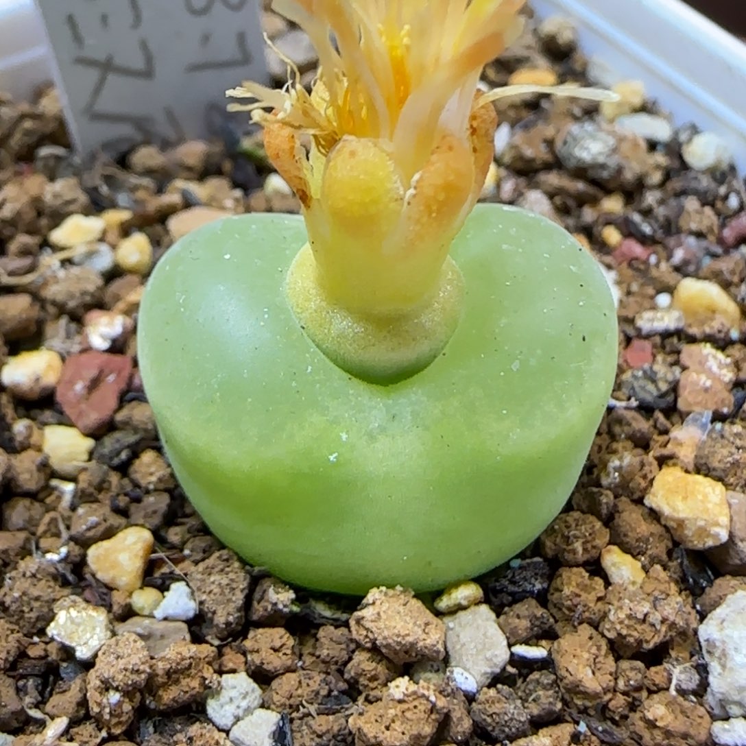 12.3 ..78o泡.9027尺寸1.5cm